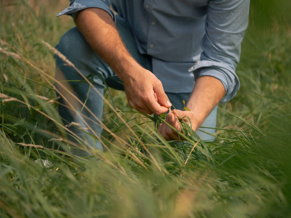 Mann in einem blauen Hemd untersucht eine Pflanze im Gras