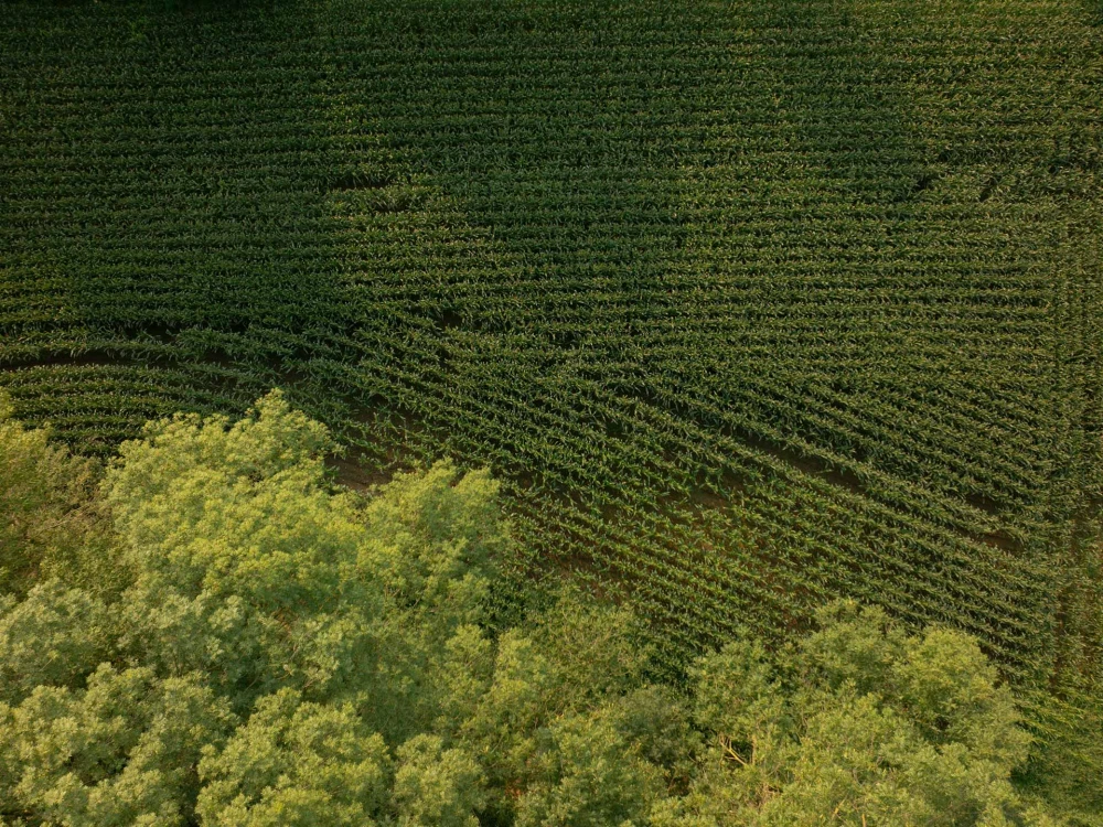 Luftaufnahme von einem grünen Maisfeld neben einem Wald