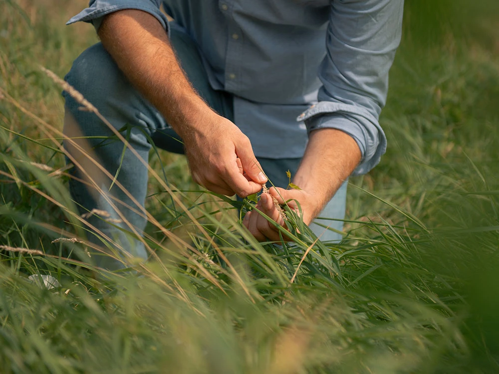 Mann in einem blauen Hemd kniet im Gras und untersucht sorgfältig eine Pflanze