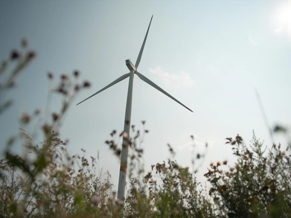 Windrad hinter einem Feld mit hohen Gräsern und Wildblumen