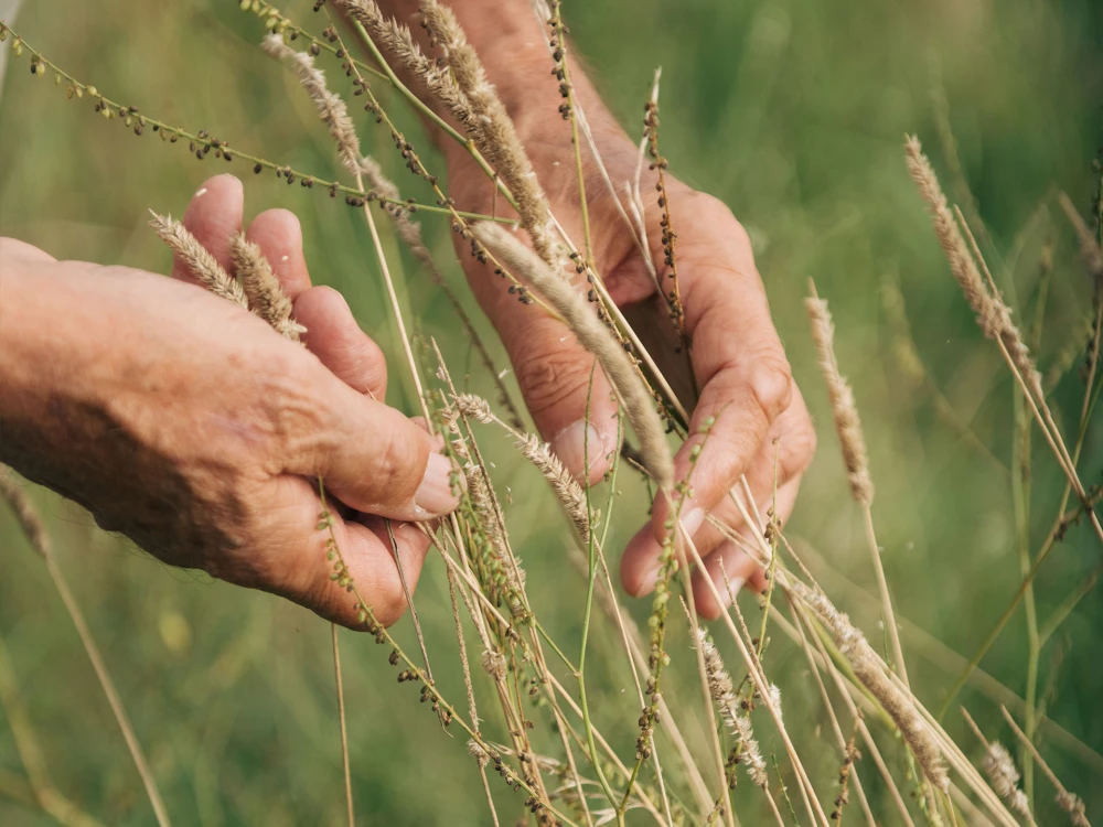 Ältere Hände halten sanft Grashalme in einem Feld