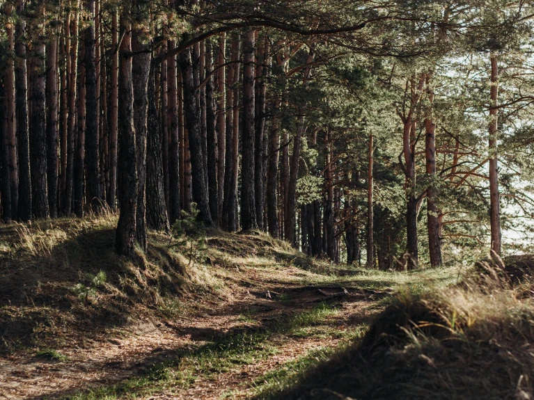 Sunlit pine forest with a sandy path along the edge of the woods